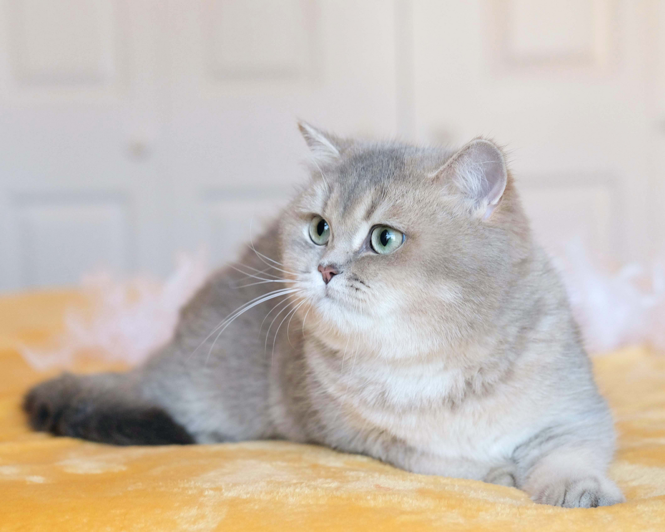 unoa 【Victorian cats Blue green】 Breeders-Detail Page - www.breedlist.com