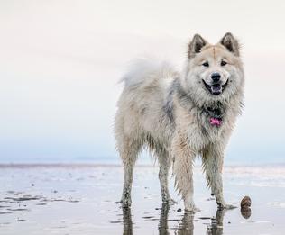 Edelweiss Eurasiers, Eurasier, Eurasier Breeed, Eurasier Puppy, Eurasier Puppies, Eurasier pup, Pacific Coast Kennel, Eurasier dog, Pet, dog, puppy, pup, Eurasier Breeder, Eurasier pups available, Eurasier dog