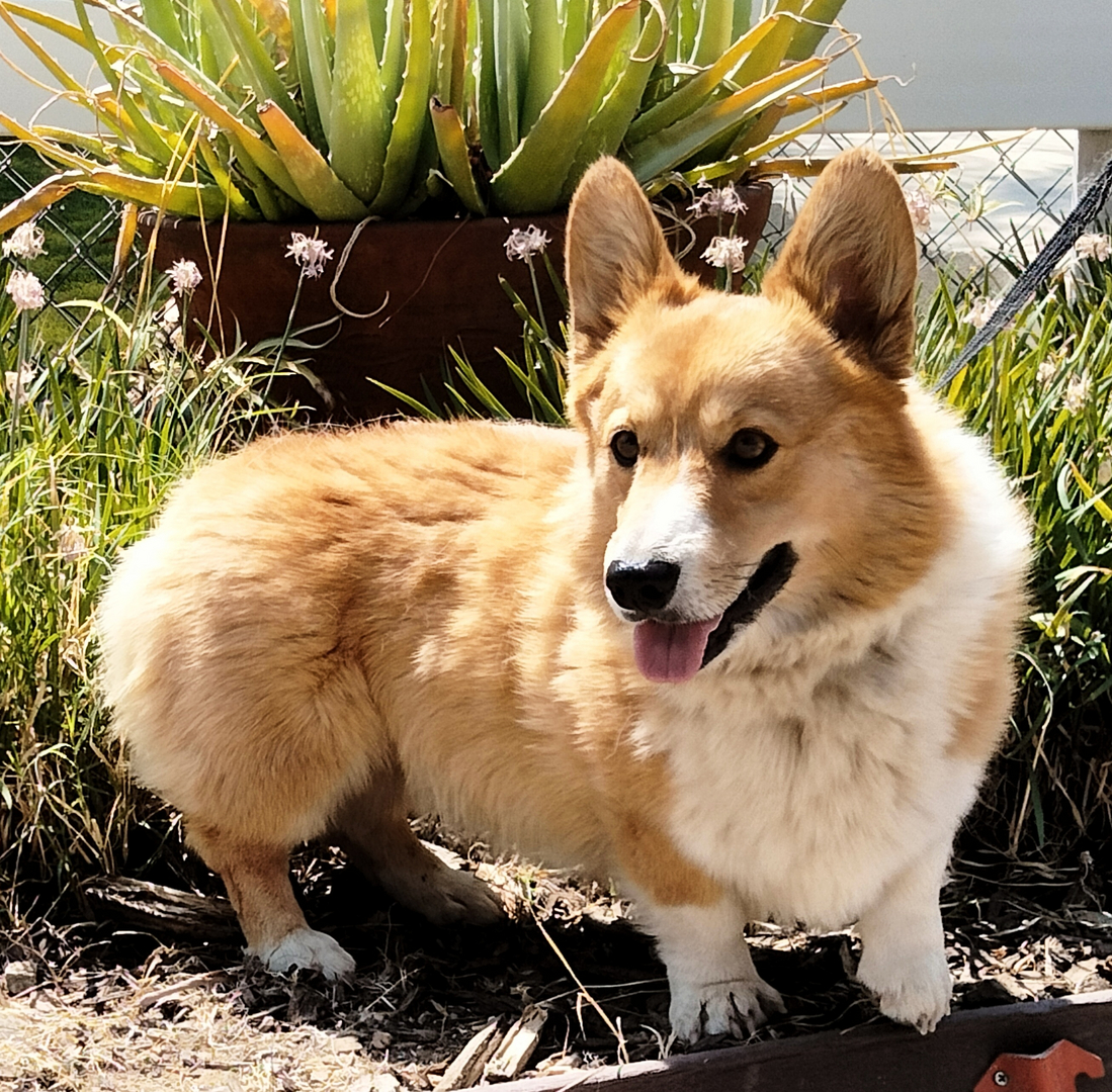 Pembroke Welsh Corgi Dog Breed Information