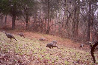 Kentucky Turkey Hunting