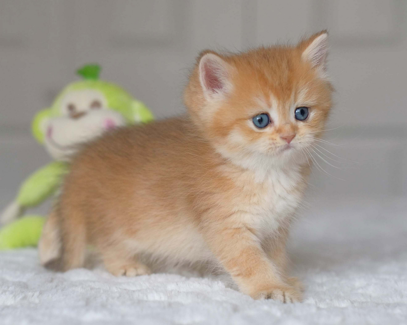 British Golden Chinchilla Cat Price