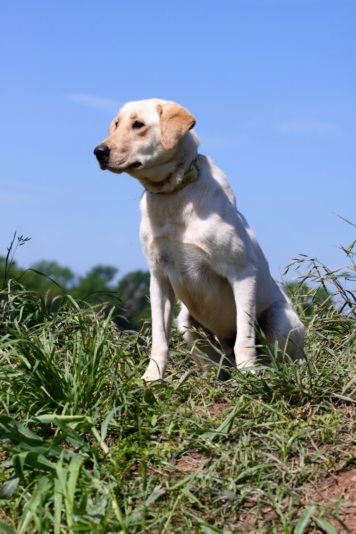 Ruger gun best sale dog collar