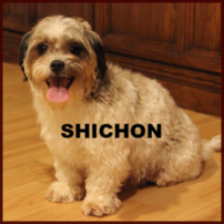 shichon poo daisy dog teddy bear poo