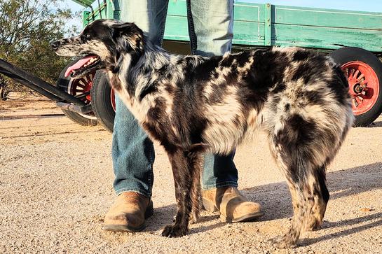 Blue eyed Australian shepherd