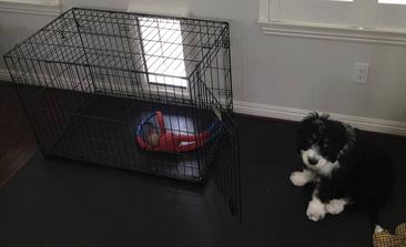 Wire Pet Crate