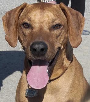 Rhodesian Ridgeback Puppy - Sadie