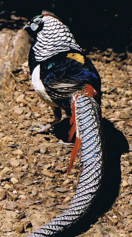 Ornamental Pheasants : Rare Pheasant Chicks