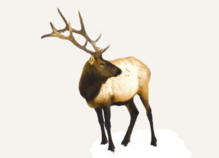 Hunting Elk Nevada