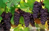 Grapes