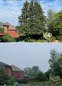 multiple spruce tree removal, st catherines