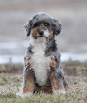 Mini Bernedoodle dog