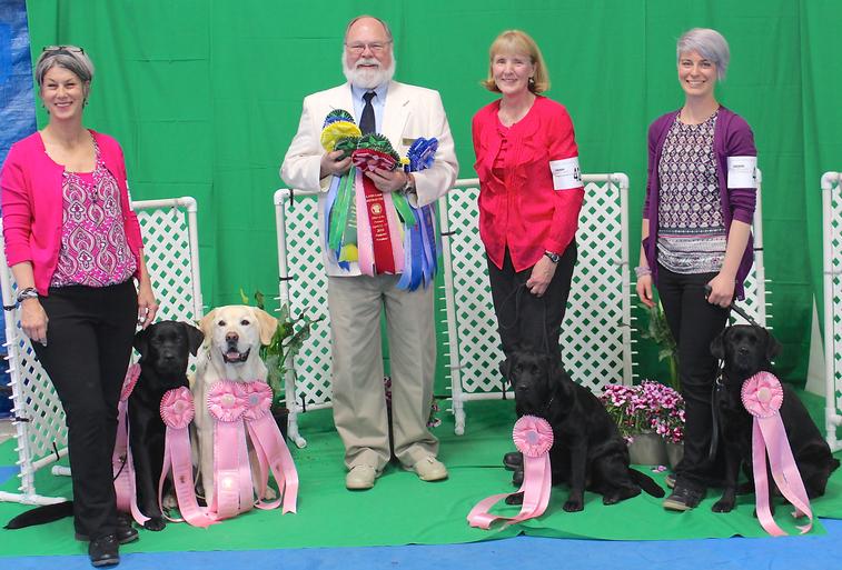 Akc hotsell obedience titles