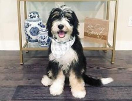 Mini Tricolor Bernedoodle