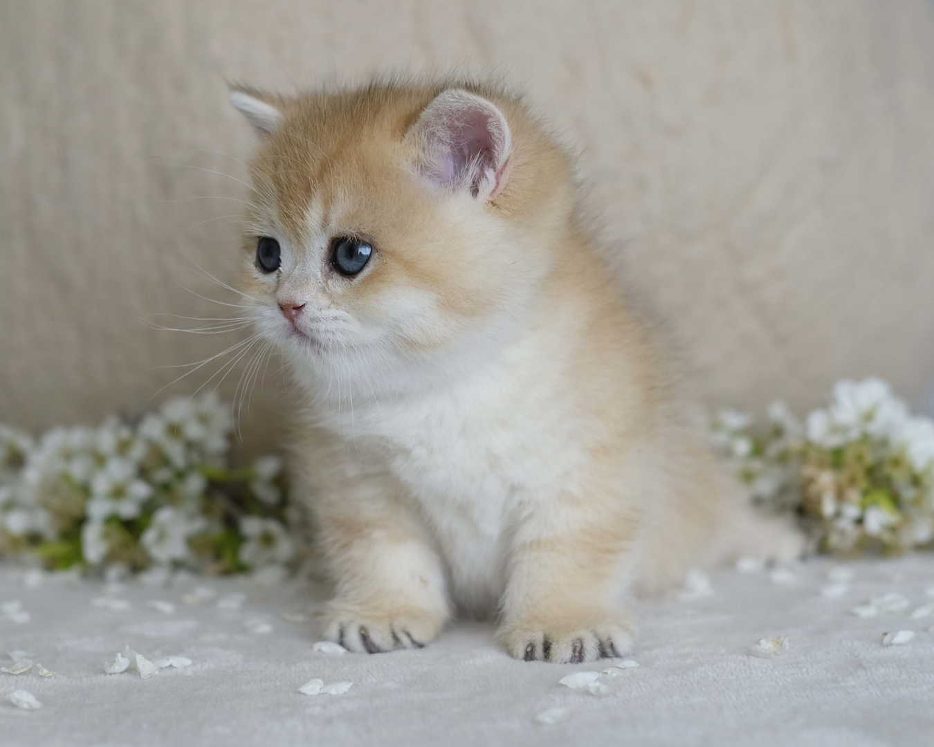 British Shorthair Longhair Cats Kittens