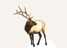Hunting Elk Oregon