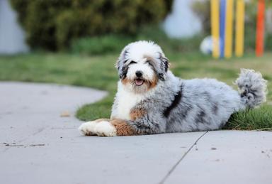 Lulu Bernese Mountain Dog