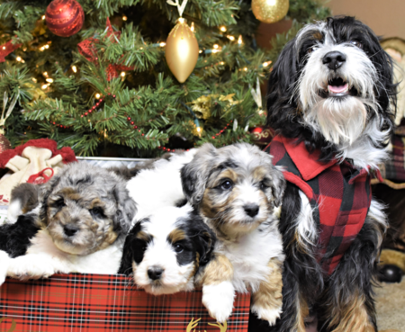 tiny Bernedoodle puppies with adult mini