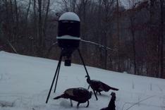 Kentucky turkey hunting