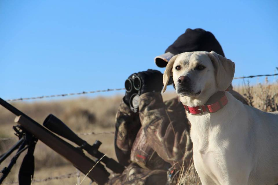 Decoy dogs best sale for coyote hunting