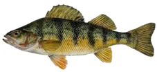 Perch Fishing Black Bear Camp