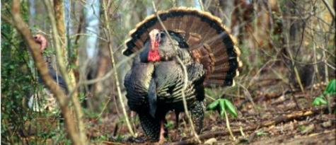 Turkey Hunting