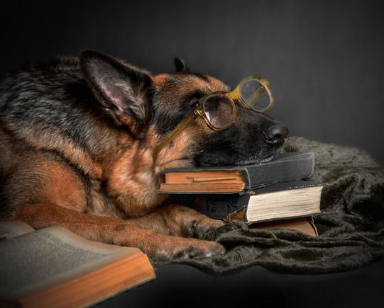 Miss Aida, the Hoodoo witch's dog and books