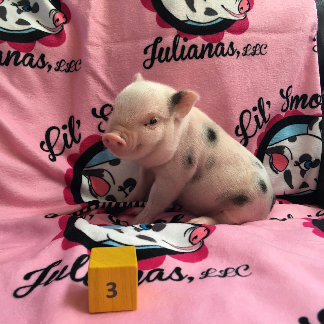 Micro pigs deals for sale