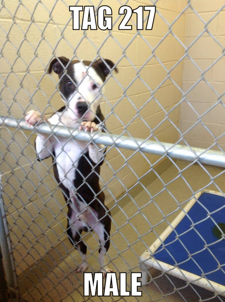 Rescue Dogs For Adoption, Dog Adoption Websites - Itsaruffliferescue -  Trenton, NJ