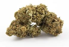 buy weed online-pot-marijuana-kush-sativa-indica-online Canada