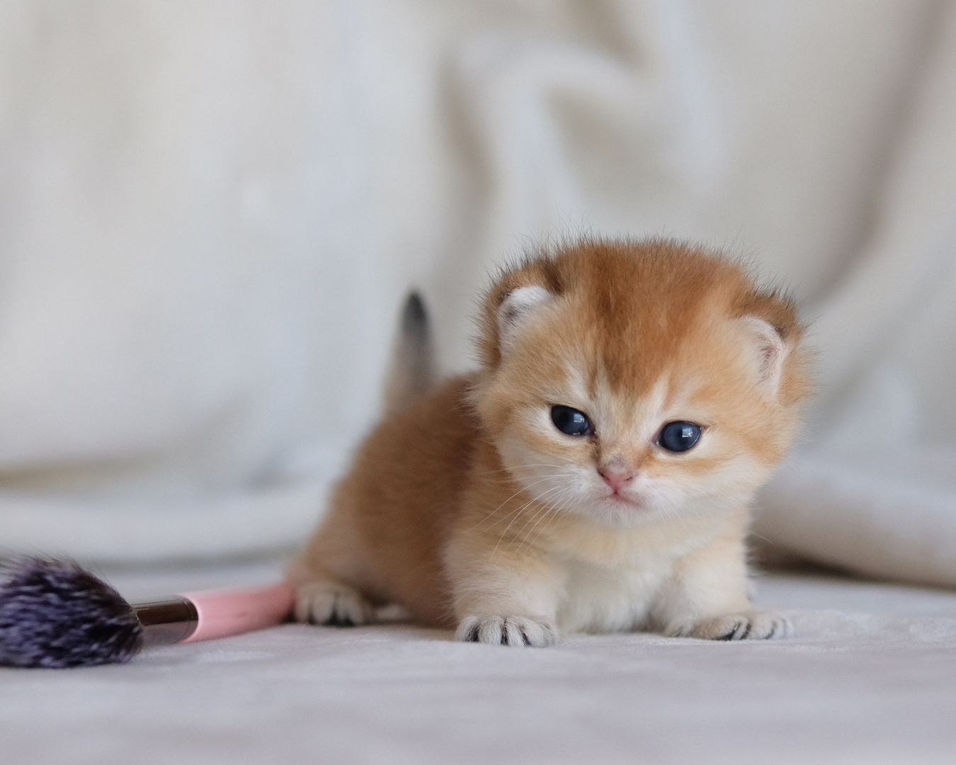 Deborkader cat price cheap