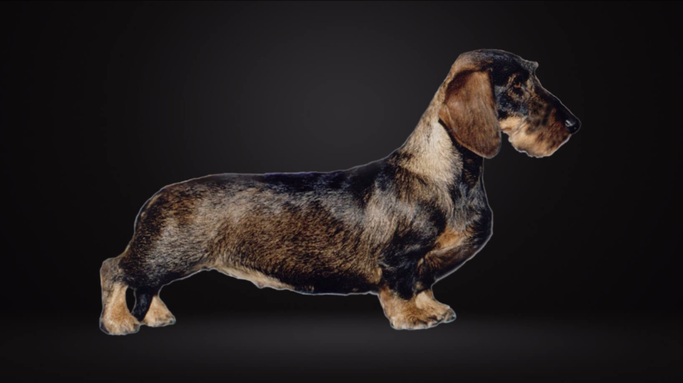 Dachshund wirehaired outlet standard