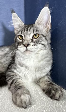 Maine Coon Kittens