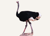 Hunting Ostrich Botswana