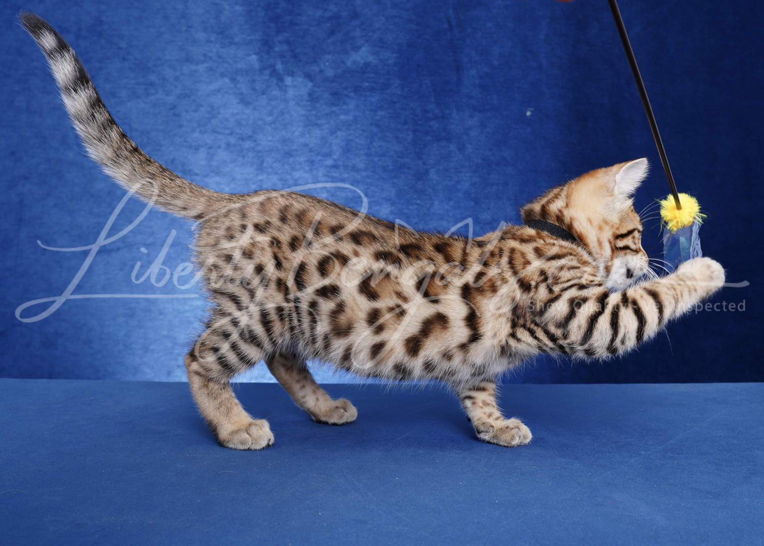 Liberty Bengals - Bengal Kittens For Sale