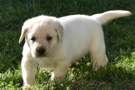 english lab puppy