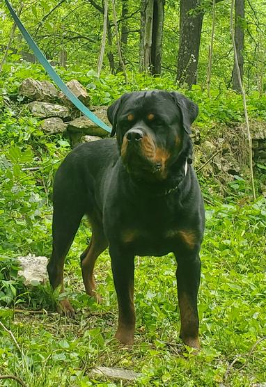 WESTERN FAMILY RANCH GOATS & AKC ROTTWEILERS FOR SALE Middle TN ...