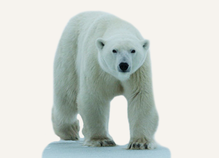 Hunting Polar Bear Nunavut