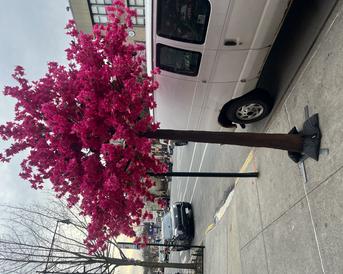 #yellowcherryblossomtreesforrent #yellowtrees #yellowbackdrop #yellowcherryblossom