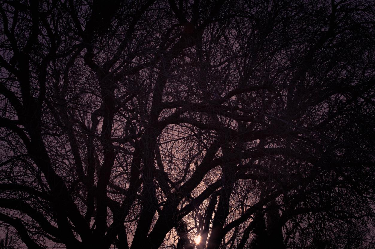 forest sunset branches contrast
