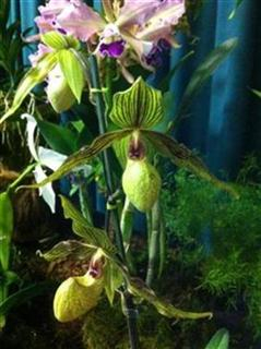 East Midlands Orchid Society - FAQ's