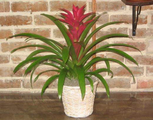 A fuchsia bromeliad plant in a white wicker basket with Spanish moss