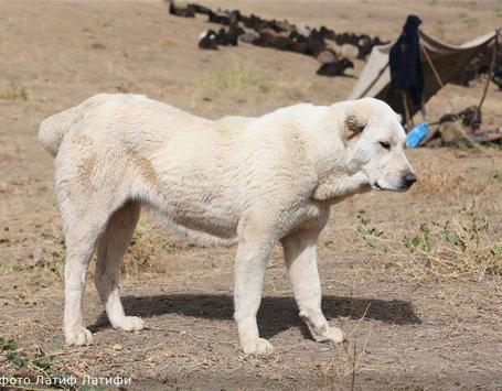 can a central asian shepherd dog live in afghanistan