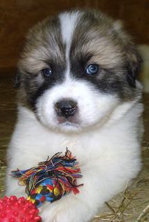 Wells Providence Great Pyrenees