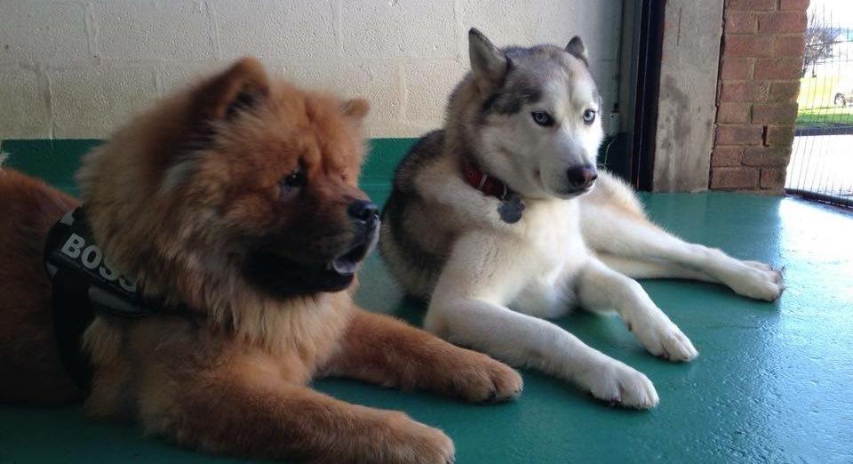 Rules Poochie Play Centre in Derby Dog Day Care, Dog Grooming, Fun