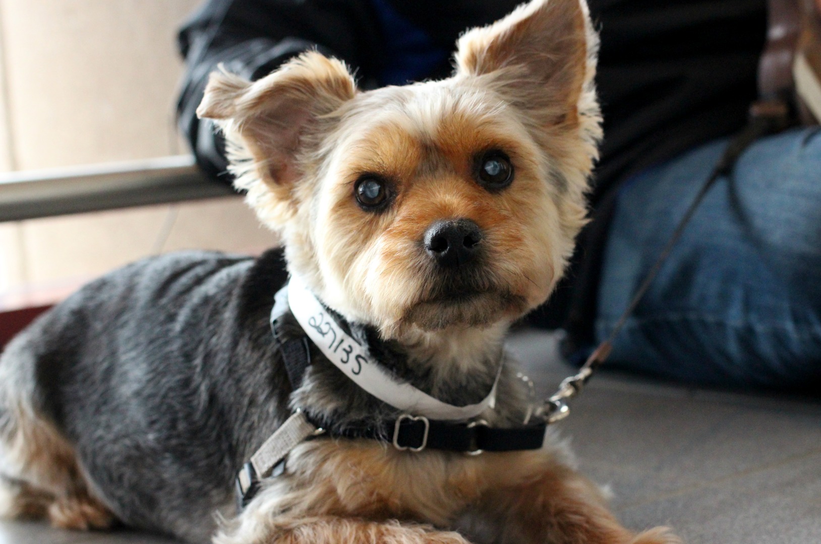 Cataracts in hot sale yorkies