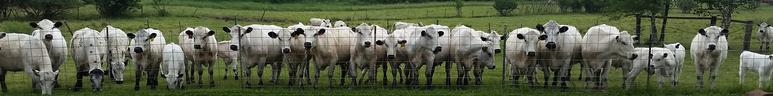 RLC Farms MN LLC British White Cattle