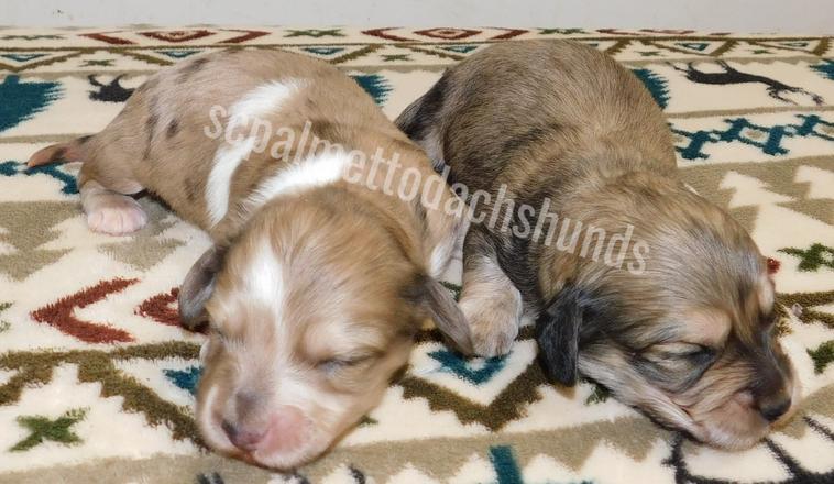 SC Miniature Dachshund Puppies