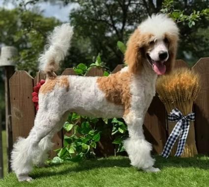 tricolor mini poodle