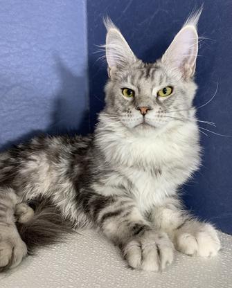 Maine Coon Kittens