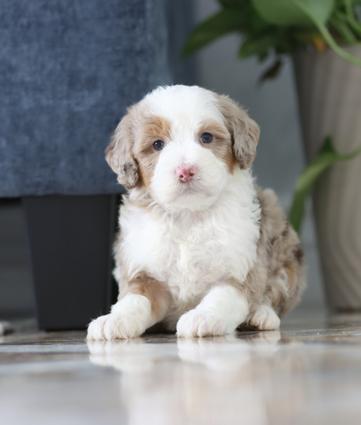 Trainedpuppy